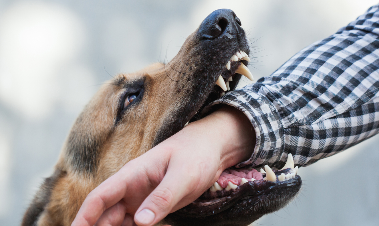 DFW Works to Tighten the Leash on Dog Bite Incidents 